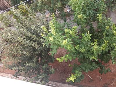 SUPER CATCH VILLA IN RABIEH PRIME SEA VIEW 1000SQ , RAB-1000