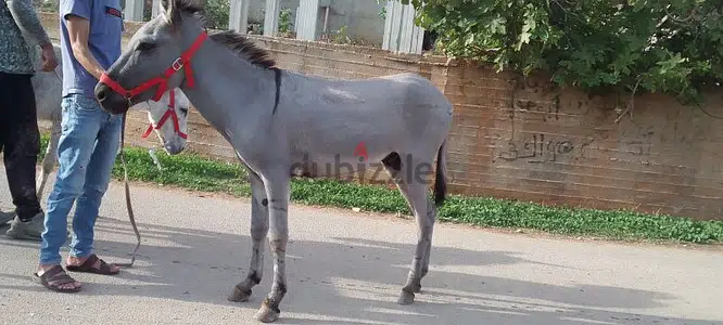 الشمال عكار وادي خالد لتواصل 79146627. 03105048