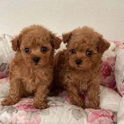 Imported toy Poodle Puppies