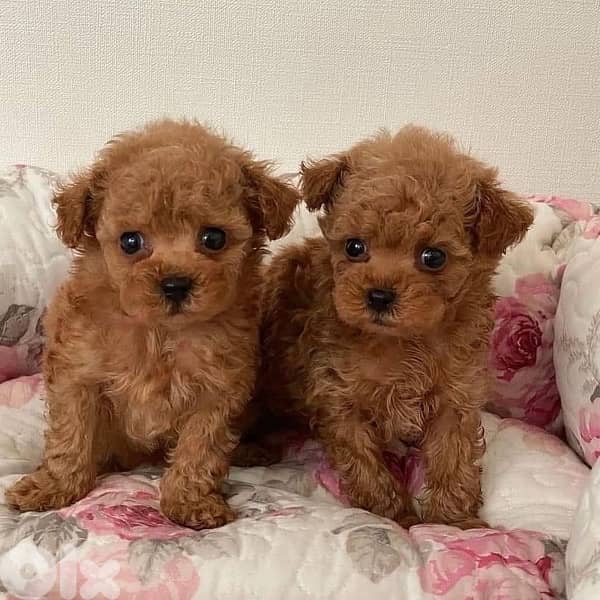 Imported toy Poodle Puppies 0