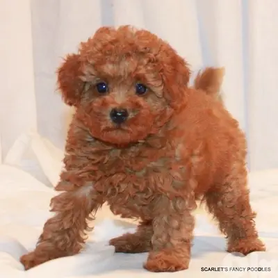 toy poodle plus delivery