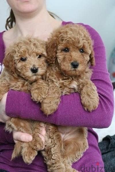Poodle Puppy Imported Delivery 0
