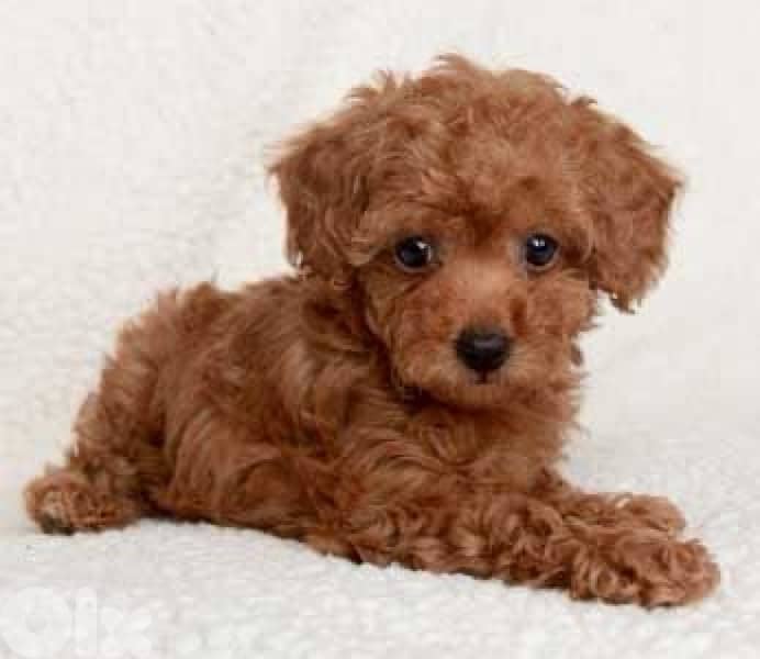 Delivery  toy poodle Puppy 0