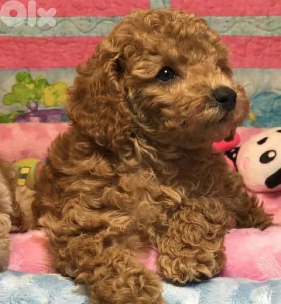 toy poodle imported Puppies Delivery 0