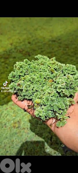 ازولا azola 0