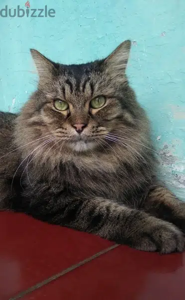 Mainecoon Kitten imported