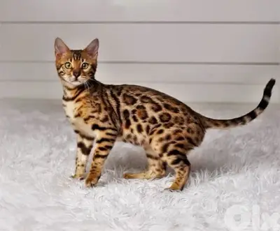 Bengal Kitten Imported