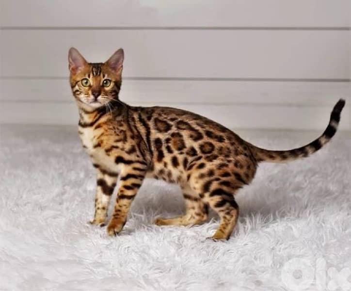 Bengal Kitten Imported 0
