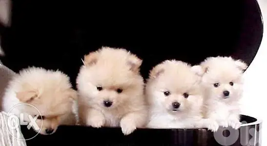 Pomeranian spitz puppy small We DELIVER
