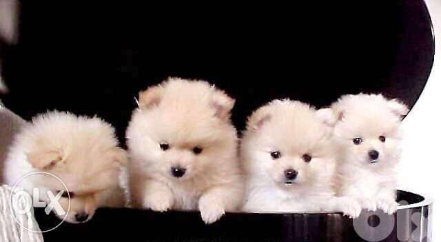 Pomeranian spitz puppy small We DELIVER 0