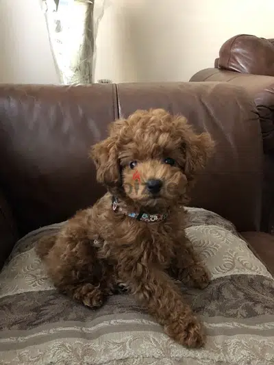 toy poodle red imported