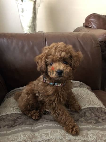 toy poodle red imported 0