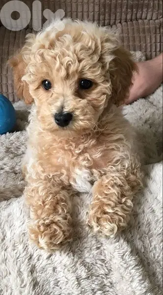 mini goldendoodle Imported Cream