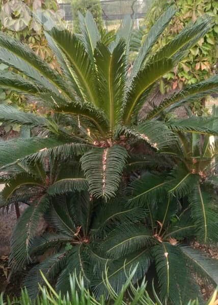 cycas plant 0