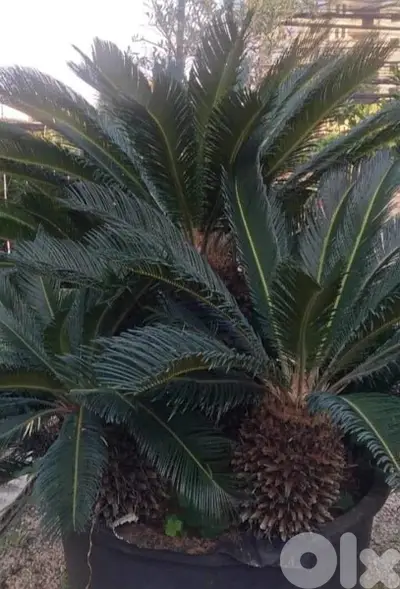 cyca plant سيكا