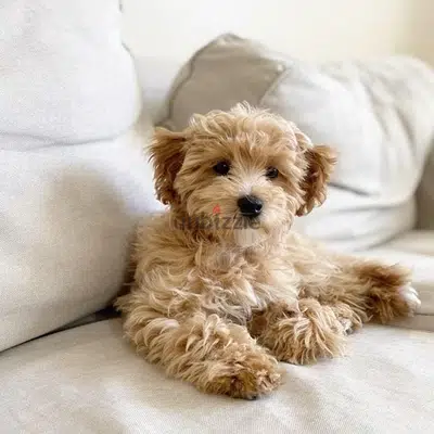 mini Labradoodle puppy imported cream