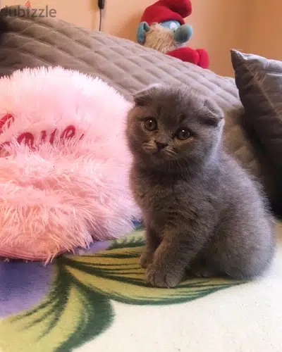 Scottish Fold Kitten Cat قطط CUTENESS delivery
