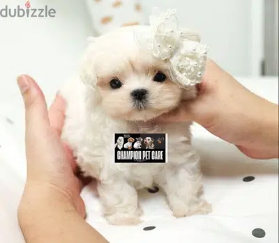 BICHON & MALTIPOO teacup & all size AVAILABLE females and males