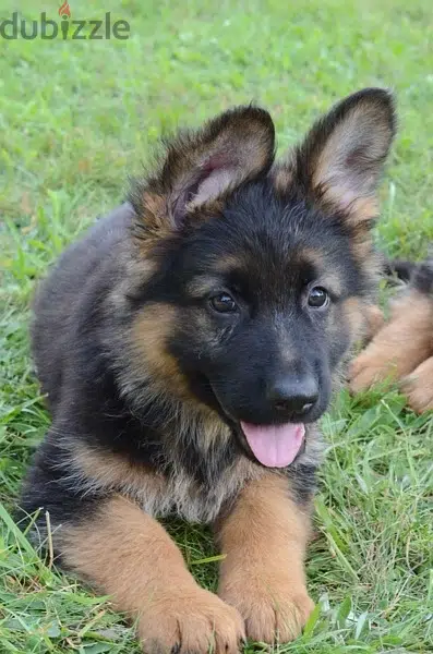 German Shepherd DELIVERY