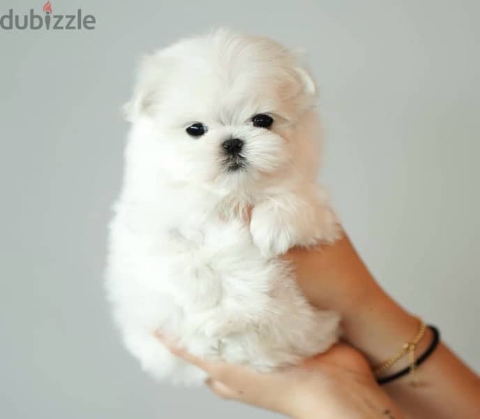 BICHON Maltaise MALTIPOO and more females and males SPECIAL OFFERS !!! 0