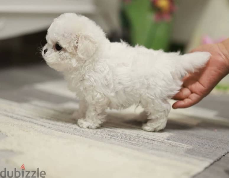 BICHON Maltaise MALTIPOO and more females and males SPECIAL OFFERS !!! 1