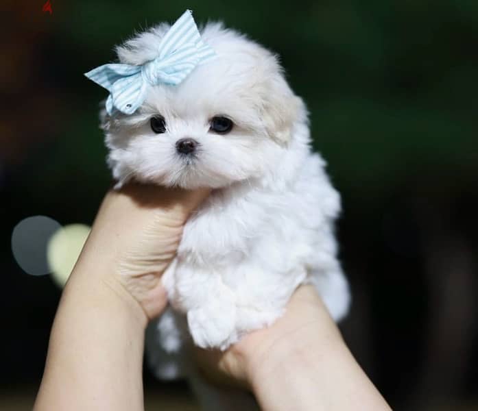 BICHON Maltaise MALTIPOO and more females and males SPECIAL OFFERS !!! 2