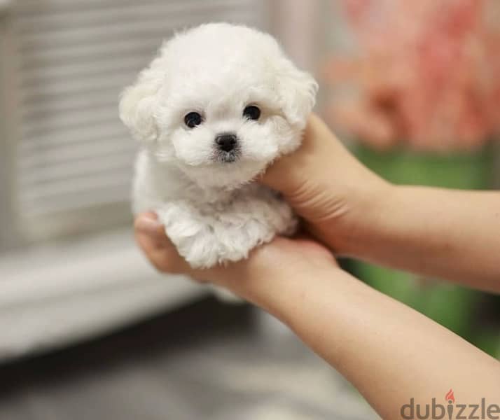 BICHON Maltaise MALTIPOO and more females and males SPECIAL OFFERS !!! 3