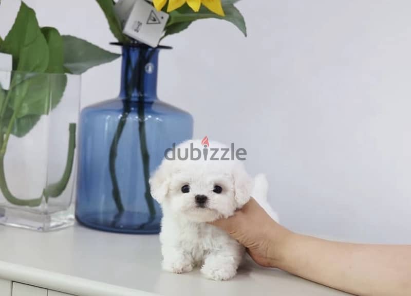 BICHON Maltaise MALTIPOO and more females and males SPECIAL OFFERS !!! 4