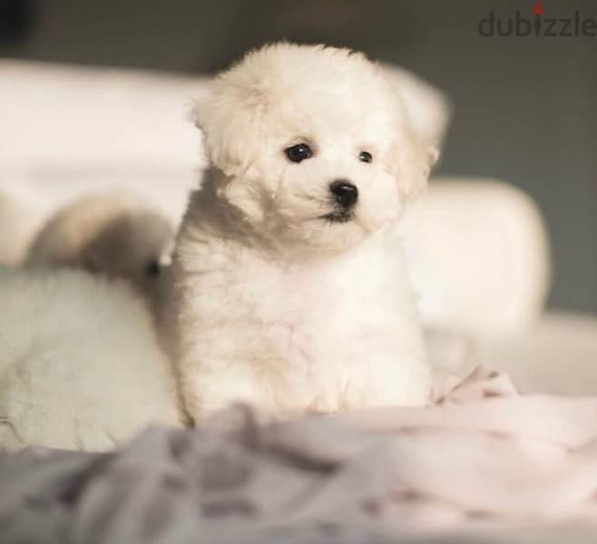 BICHON Maltaise MALTIPOO and more females and males SPECIAL OFFERS !!! 5