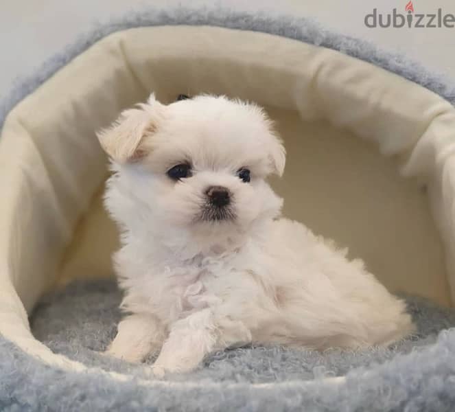 BICHON Maltaise MALTIPOO and more females and males SPECIAL OFFERS !!! 6