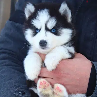 husky puppies delivery available