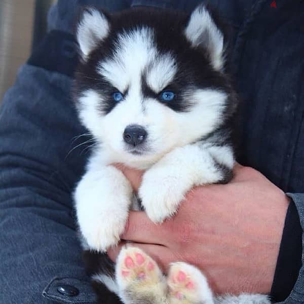 husky puppies delivery available 0
