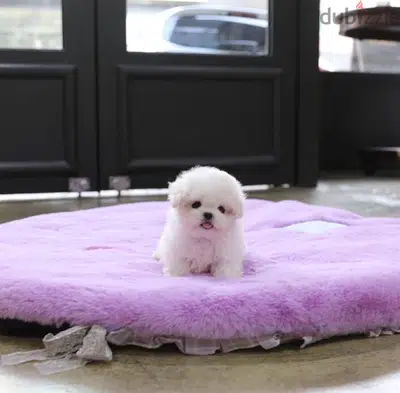 BICHON Maltese, MALTIPOO & more dogs available all size Special Offers