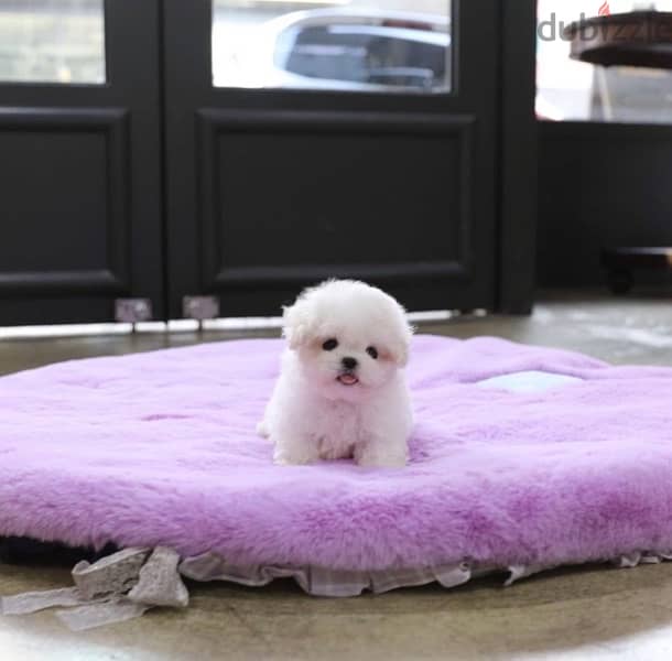 BICHON Maltese, MALTIPOO & more dogs available all size Special Offers 0