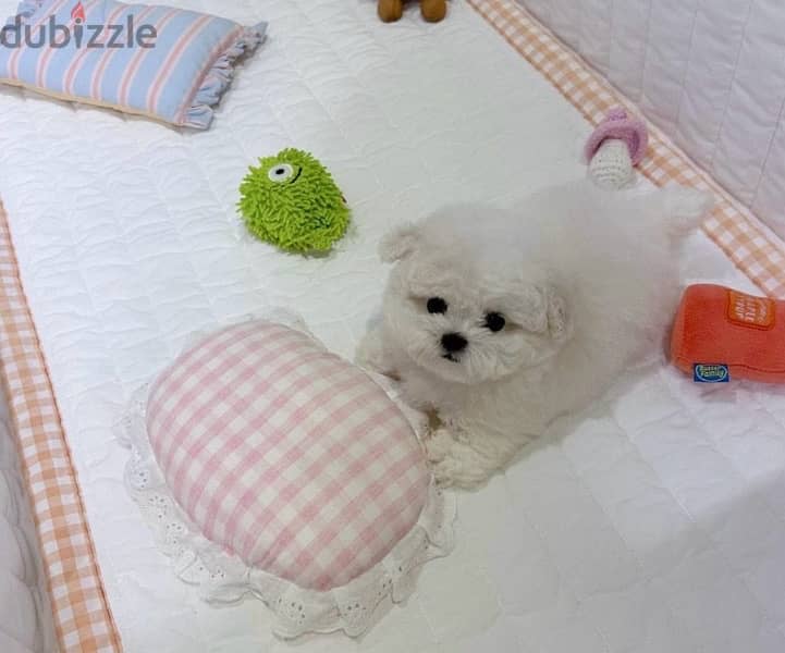 BICHON Maltese, MALTIPOO & more dogs available all size Special Offers 1