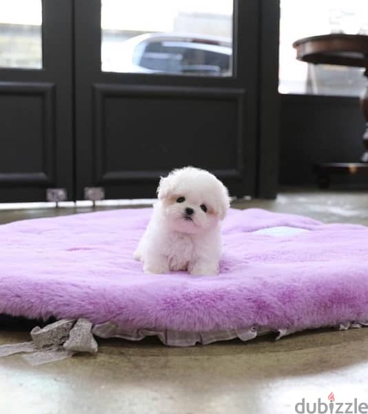 BICHON Maltese, MALTIPOO & more dogs available all size Special Offers 2