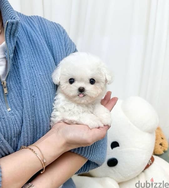 BICHON Maltese, MALTIPOO & more dogs available all size Special Offers 3