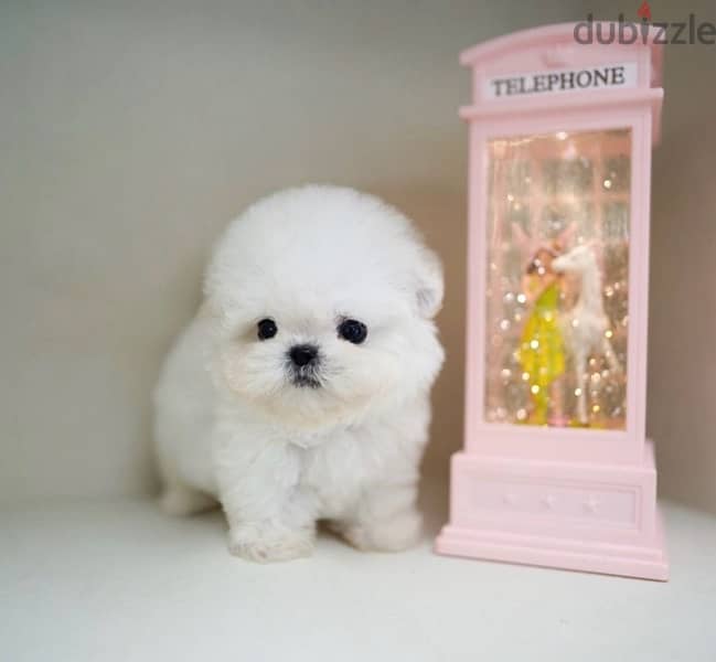BICHON Maltese, MALTIPOO & more dogs available all size Special Offers 4