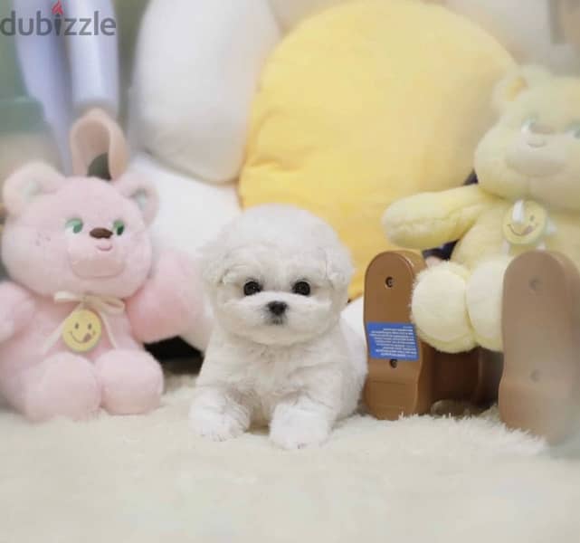 BICHON Maltese, MALTIPOO & more dogs available all size Special Offers 5