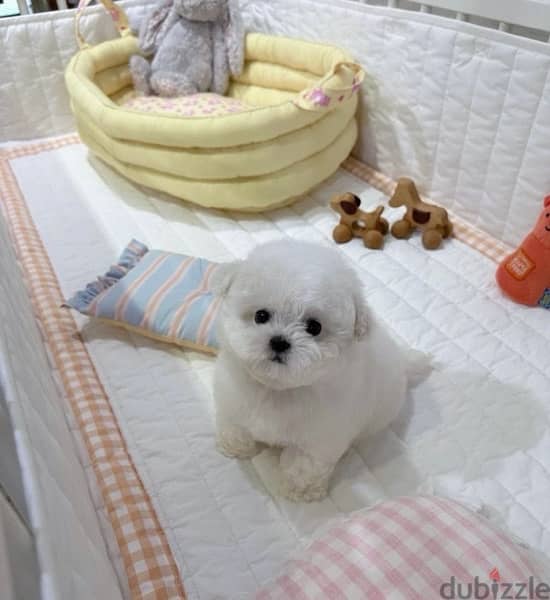 BICHON Maltese, MALTIPOO & more dogs available all size Special Offers 6
