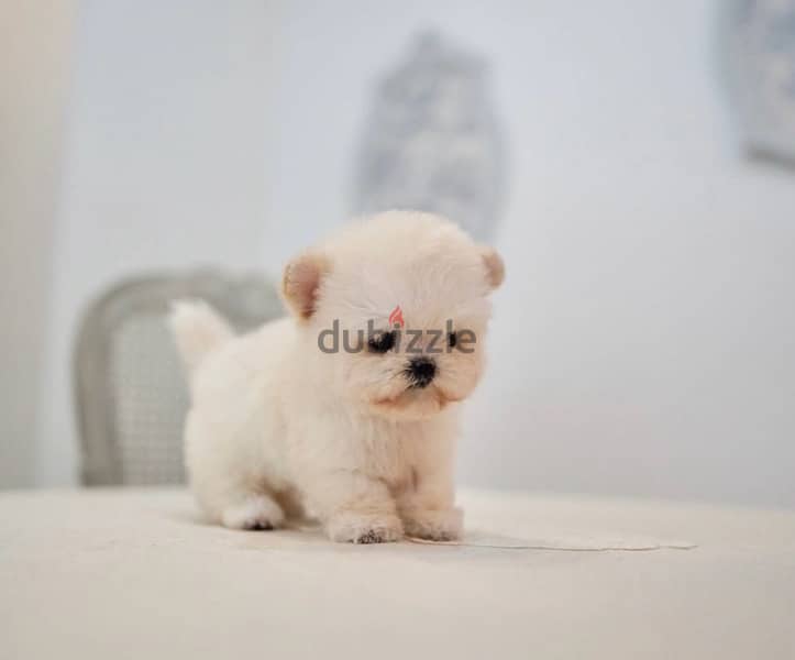BICHON Maltese, MALTIPOO & more dogs available all size Special Offers 7