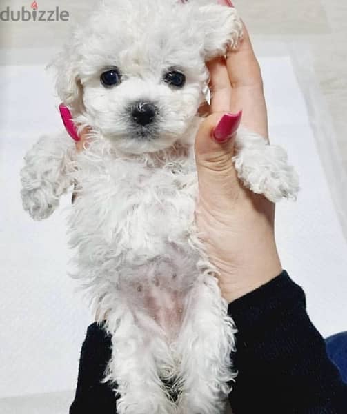 BICHON Maltese, MALTIPOO & more dogs available all size Special Offers 8