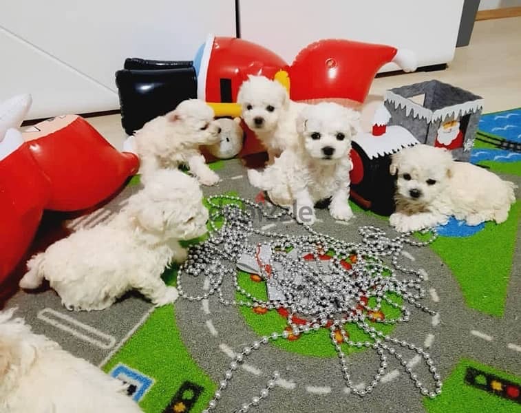 BICHON Maltese, MALTIPOO & more dogs available all size Special Offers 9