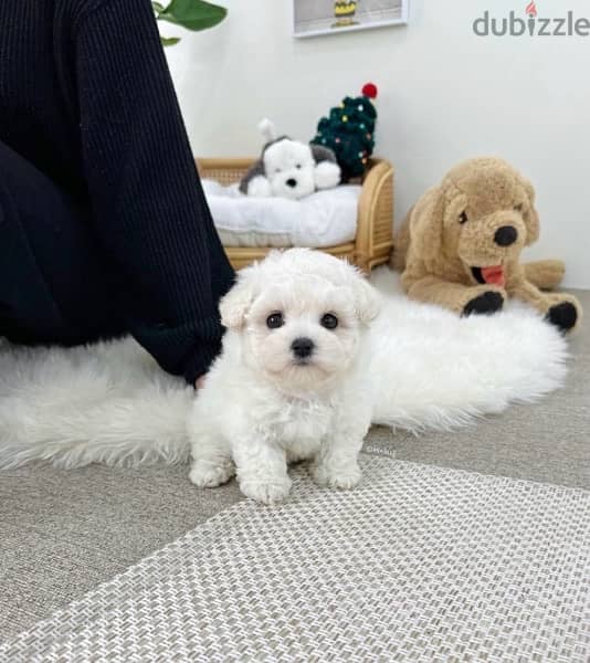 BICHON Maltese, MALTIPOO & more dogs available all size Special Offers 10