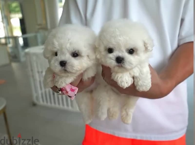 BICHON Maltese, MALTIPOO & more dogs available all size Special Offers 11