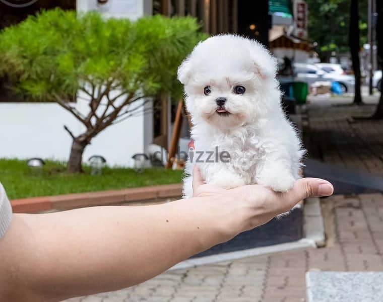 BICHON Maltese, MALTIPOO & more dogs available all size Special Offers 12