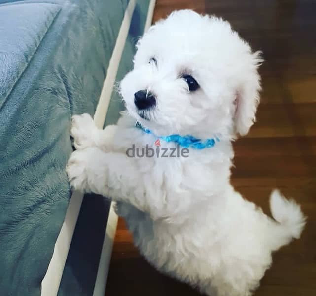 BICHON Maltese, MALTIPOO & more dogs available all size Special Offers 13