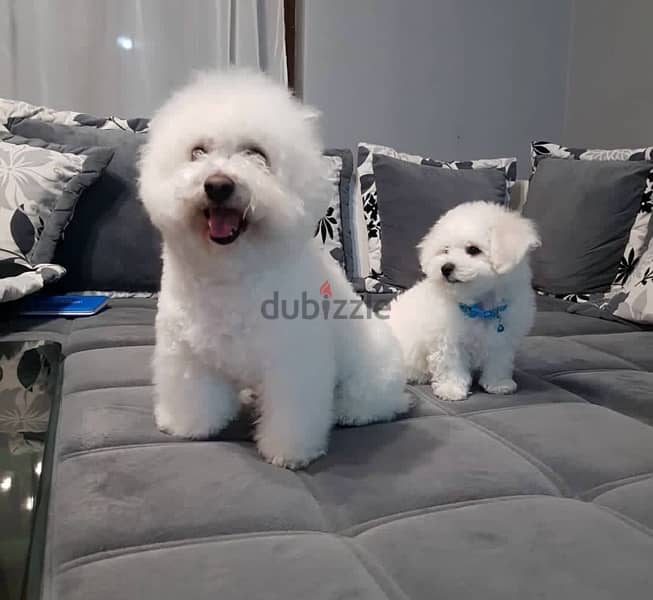 BICHON Maltese, MALTIPOO & more dogs available all size Special Offers 14