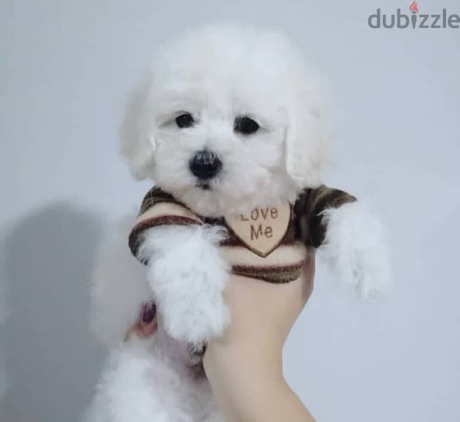 BICHON Maltese, MALTIPOO & more dogs available all size Special Offers 15