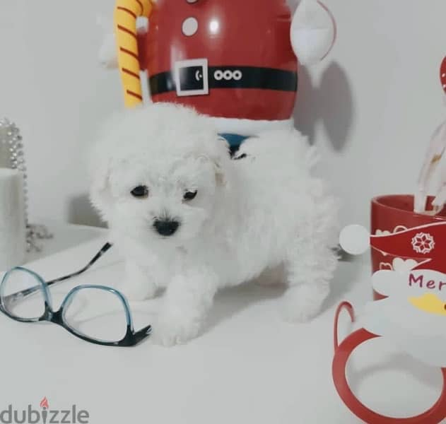 BICHON Maltese, MALTIPOO & more dogs available all size Special Offers 16
